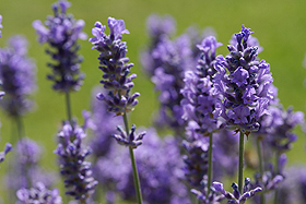 lavendel